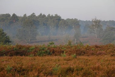 shot of a pretty heath landscape with fields and trees covered with fog early in the morning clipart