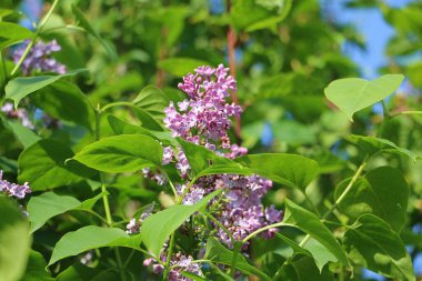 Çalının üzerinde mor bir leylak çiçeğinin yakın çekimi