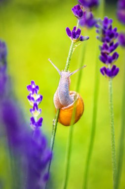Mor lavanta saplı komik bir salyangoz.