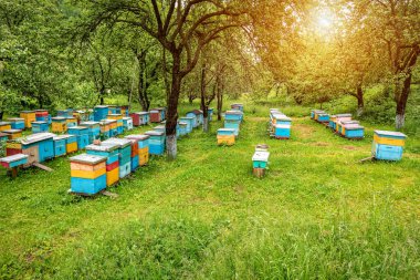 Renkli ahşap arı kovanları ağaçların arasındaki yeşil çimlerin üzerinde elma bahçesinde duruyor. Apiary teması