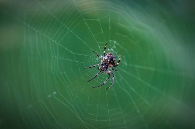 Predatory garden cross spider in the middle of the web