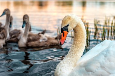 Portrait of beautiful swan on the pond, lake, river