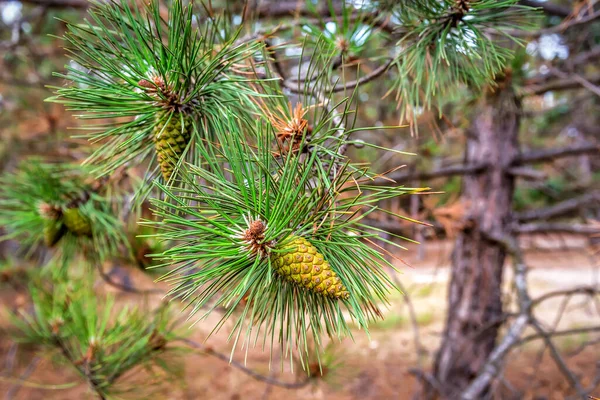 Green pine cones in a pine tree in the forest