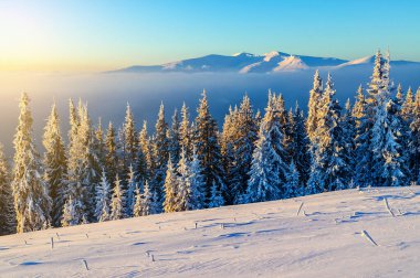 Beautiful sunrise or sunset over the firs in winter Carpathian mountains