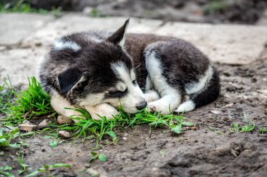 Cute sleeping siberian husky puppy
