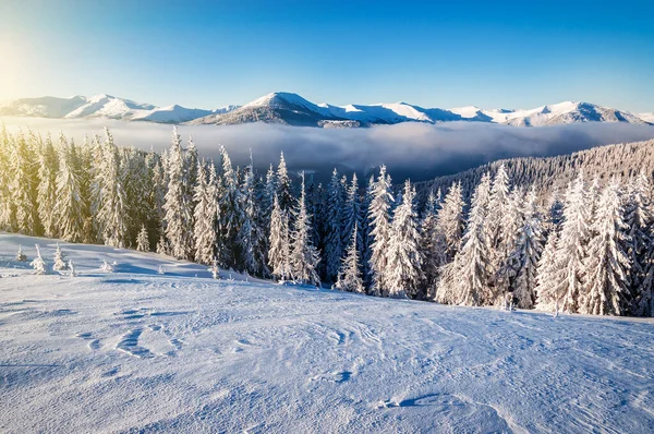 灿烂的白色云杉在阳光下闪闪发光 风景如画 华丽的冬季景色 Carpathian National Park Ukraine Europe — 图库照片