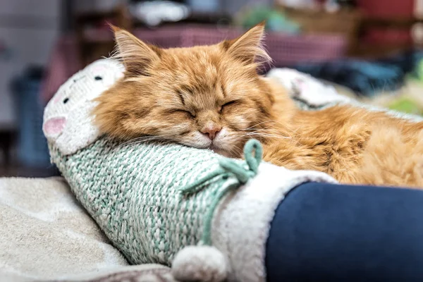 Милий Червоний Імбирний Кіт Спить Нозі Людини — стокове фото