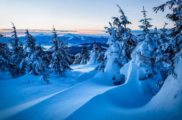 冬季喀尔巴阡山日出时分 美丽的风景 雪地飘扬 冷杉繁茂 — 图库照片