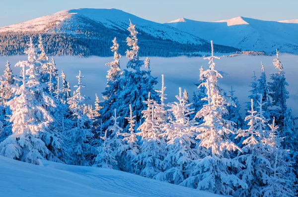 在冬天白雪覆盖的喀尔巴阡山脉上升起的太阳 阳光下白雪覆盖的冷杉 — 图库照片