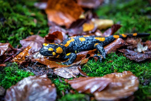 불도롱뇽 Fire Salamander Salamandra Salamandra 유럽에서 알려진 도롱뇽이다 이끼에 매크로 — 스톡 사진