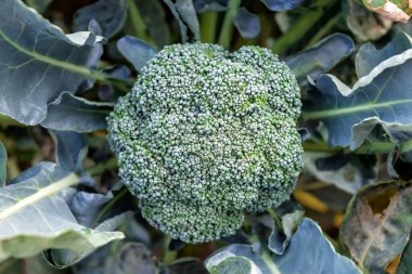 Organik sebze bahçesinde olgun brokoli kafası