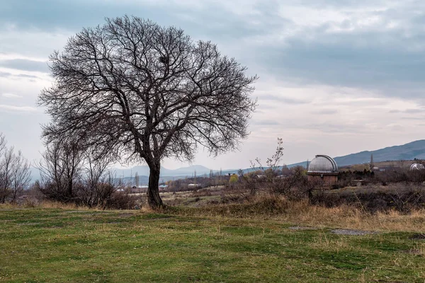 Stock image Bare tree and observatory dome at sunset or sunrise