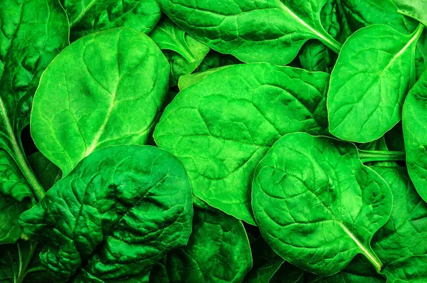 Healthy Fresh Green Spinach Leaves Texture — Stock Photo, Image