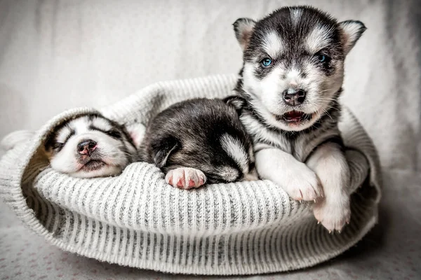 Trois Chiots Husky Sibériens Endormis Mignons — Photo