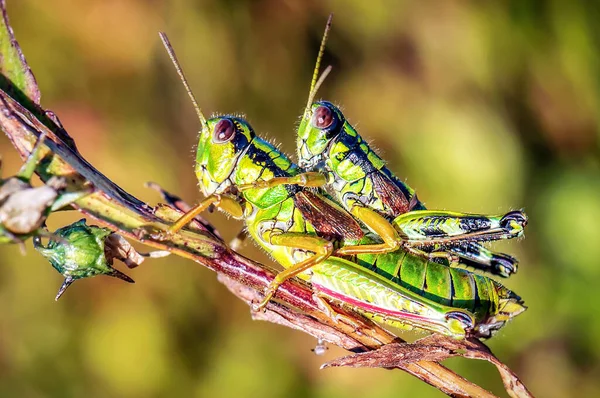 Two Live Grasshoppers Crickets Make Love Twig Field — Stock Photo, Image
