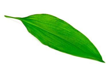 Yeşil ayı soğanı, beyaz arka planda yabani sarımsak yaprağı.