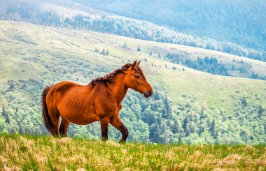 Carpathian dağlarında yaşayan vahşi kahverengi atın portresi