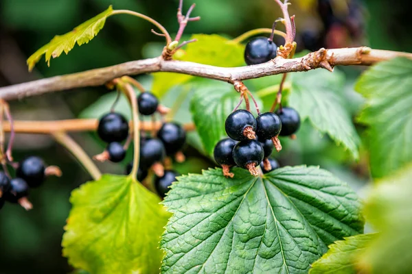 Back Currant Branch Garden Ripe Juicy Black Currant Berries Branch — Stock Photo, Image