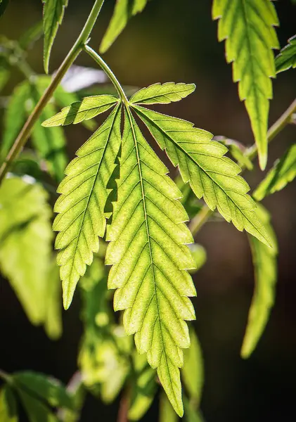 Green Cannabis Marijuana Leaf Sunlight — Stock Photo, Image