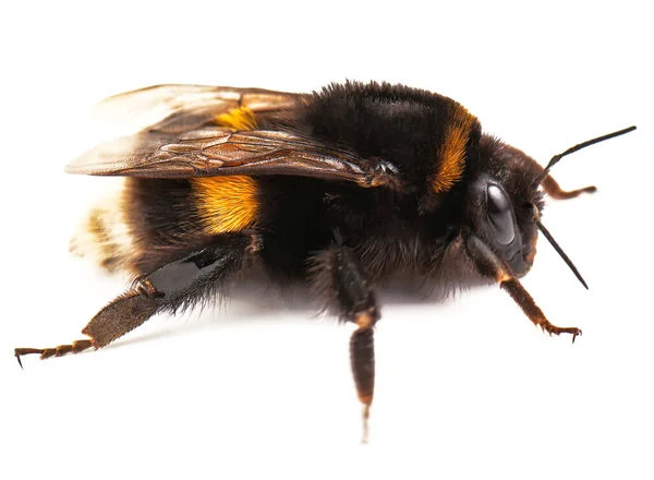 白色背景上的活大黄蜂 — 图库照片