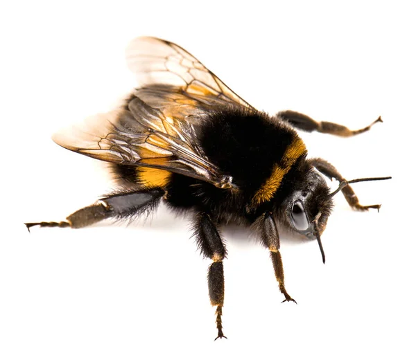 生活在白色背景下可爱的大黄蜂 — 图库照片
