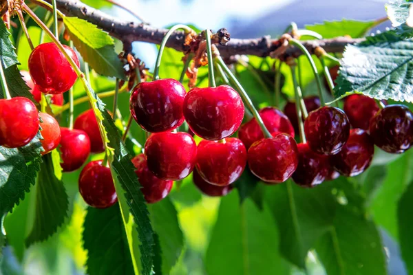 果樹園の小枝の上で甘く熟した有機チェリー — ストック写真