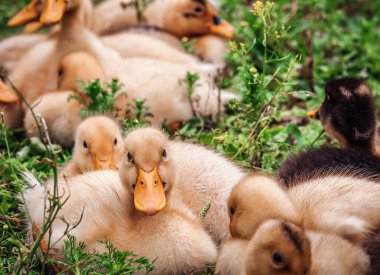Genç sevimli ördek yavruları yeşil çimlerin üzerinde ördek