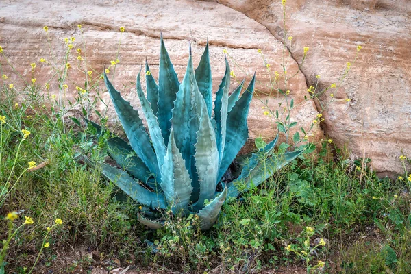 Рослина Агаве Синім Листям Пустелі — стокове фото