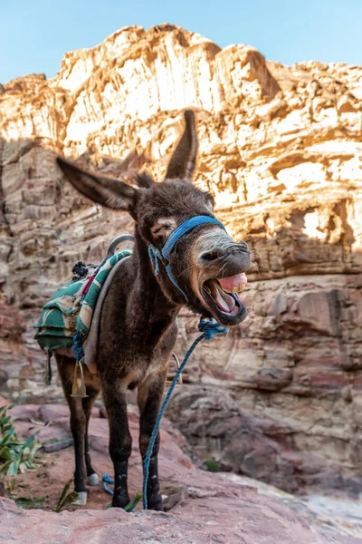 日落时分山中笑脸的贝都因驴子 — 图库照片