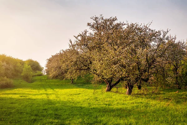 Blommande Äppelträd Fruktträdgård Vid Solnedgången — Stockfoto