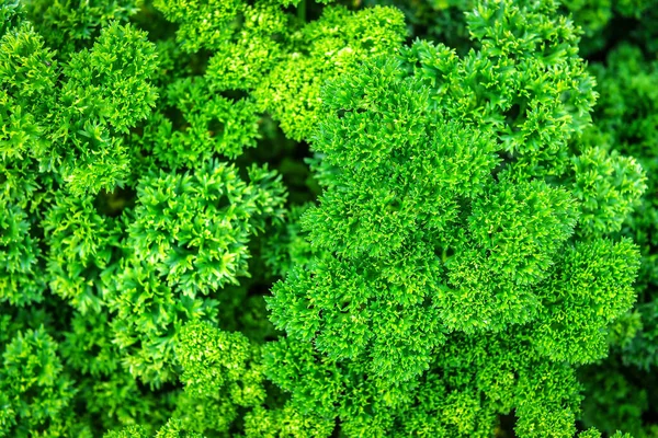 Salsa Encaracolada Folhas Verdes Como Uma Textura — Fotografia de Stock