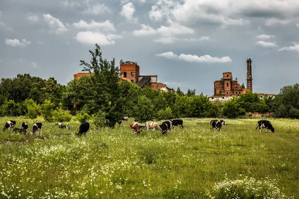 Cows grazing on the grass near ruined factory