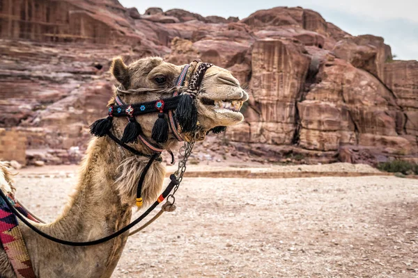 Retrato Camello Beduino Sonriente Desierto — Foto de Stock