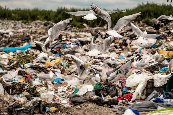 城市垃圾堆中的海鸥和美洲驼寻找和捕捉食物 — 图库照片