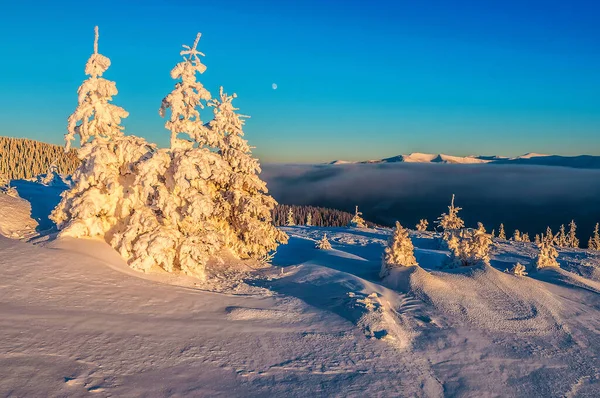 Abetos Cobertos Neve Inverno Montanhas Cárpatas Pôr Sol — Fotografia de Stock