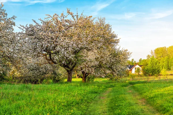 Krajobraz Wsi Kwitnący Sad Jabłkowy Zachodzie Lub Wschodzie Słońca — Zdjęcie stockowe