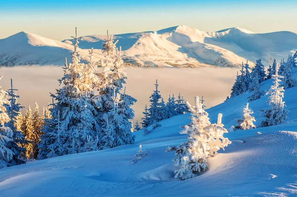Zima Výšce Karpatská Hora Při Západu Slunce Nebo Východu Slunce — Stock fotografie