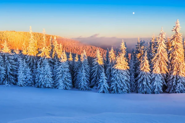 冬季喀尔巴阡山脉白雪覆盖的森林 美丽的风景 — 图库照片