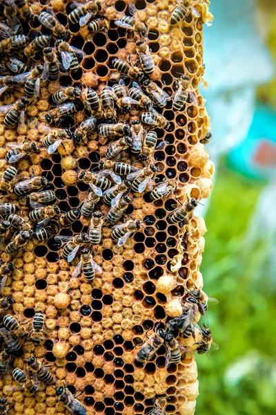 蜜蜂在蜂蜜框架蜂窝上工作 4月主题 — 图库照片