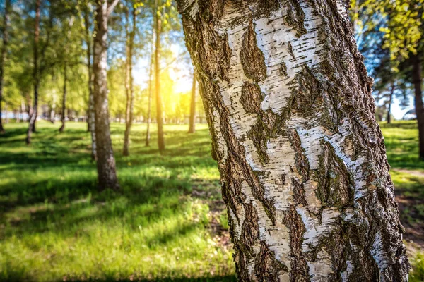 Sabah Güneş Işığında Huş Ağacı Koruluğu — Stok fotoğraf