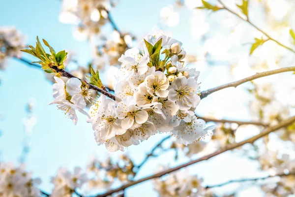 Красивый Белый Цветок Вишни Дереве Солнечном Свете — стоковое фото