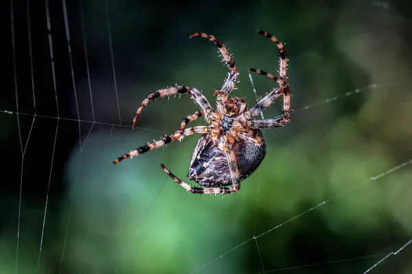 Garden Predatory Cross Spider Web — Stock Photo, Image
