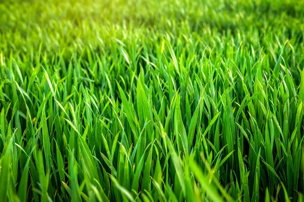 Grünes Üppiges Weizengrasfeld Als Textur — Stockfoto
