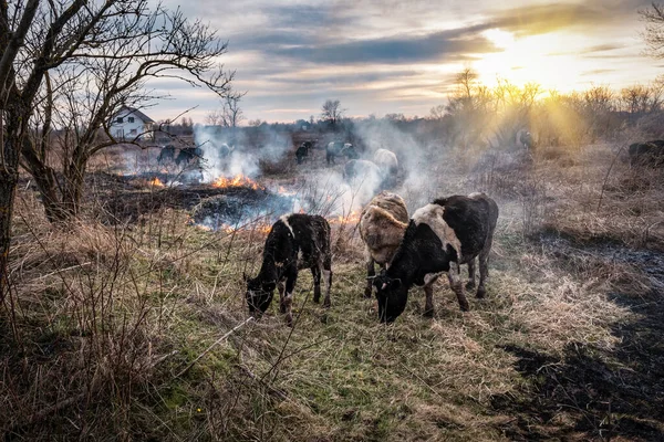 Een Kudde Koeien Midden Droog Brandend Gras Milieuverontreiniging — Stockfoto