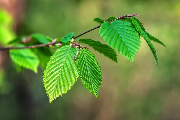 New Green Beech Leaves Twig — Stock Photo, Image
