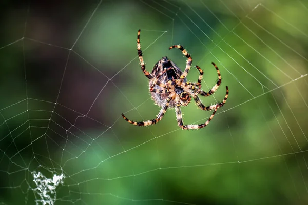 Predatory Cross Spider Makes New Web Garden — Stock Photo, Image