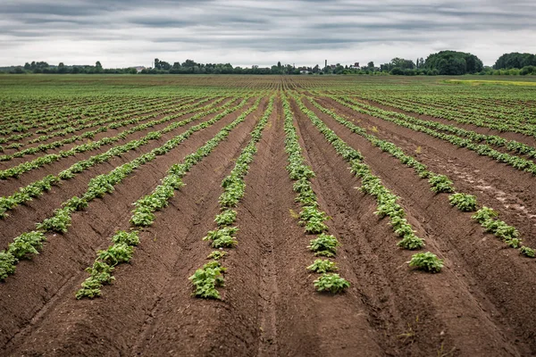 stock image Potato field. Sprouts of young plants appeared from the ground. Agricultural theme