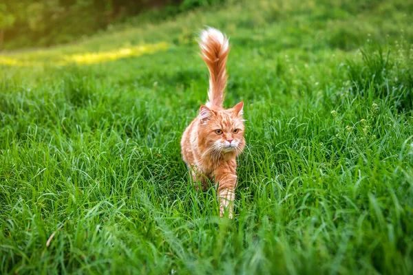 Рыжая Рыжая Кошка Ходит Пышной Зеленой Траве — стоковое фото