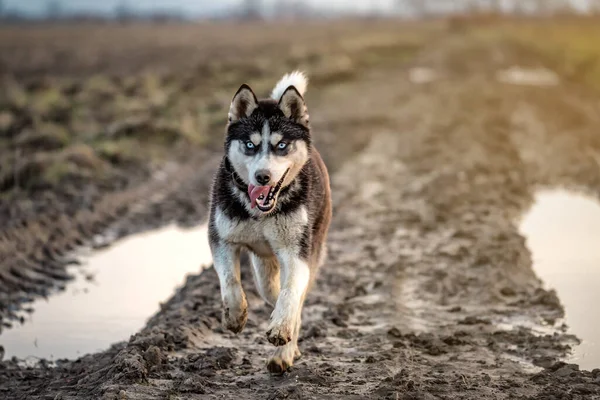 Rolig Sibirisk Glad Husky Rinner Genom Träsket — Stockfoto