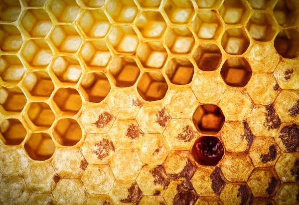 Full Empty Sweet Honeycomb Texture Close — Stock Photo, Image